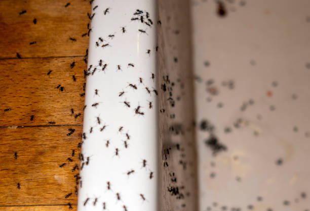 Pest Control for Restaurants in Neosho, MO